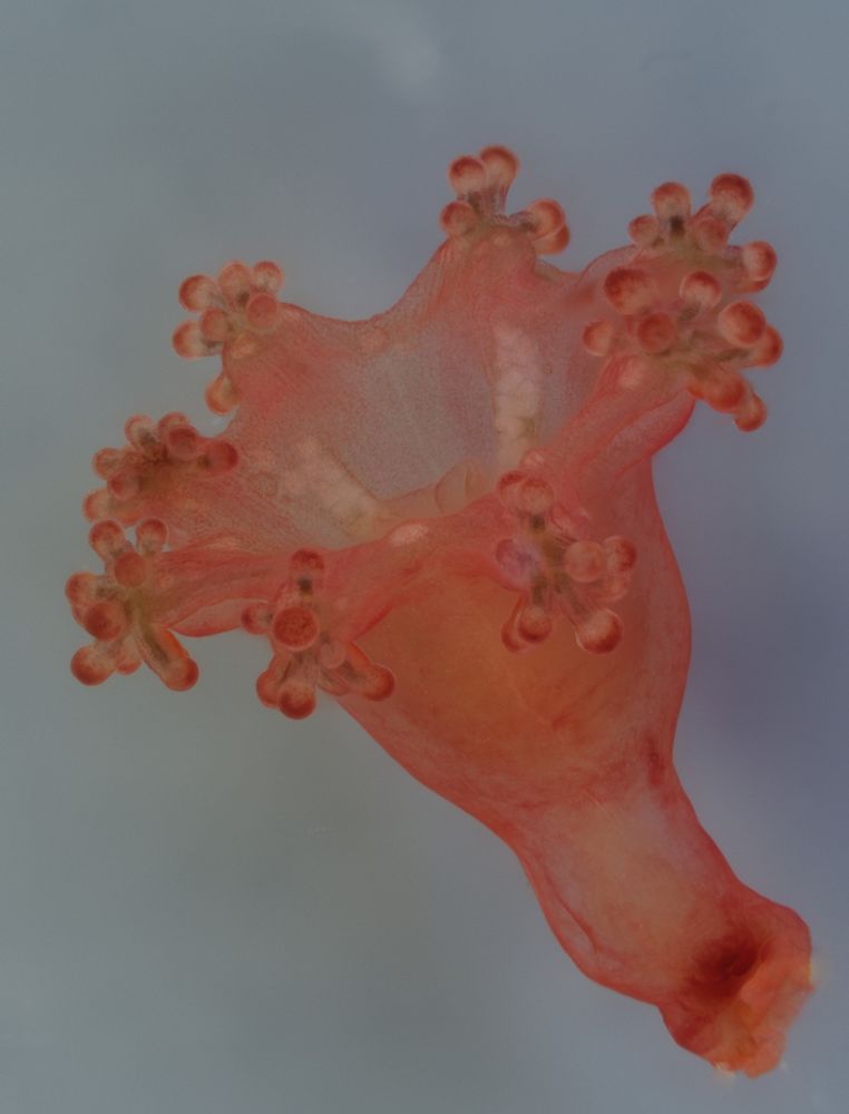 A tiny stalked jellyfish, shaped like deep red vase with a frilly edge.
