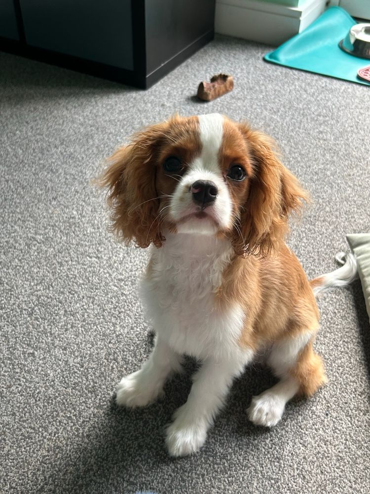 Small Cavalier King Charles Spaniel puppy sat looking innocently at the camera 