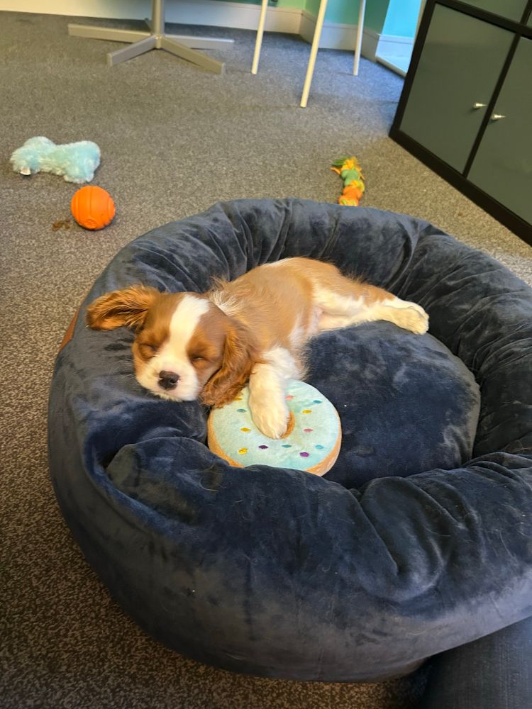Puppy lying on a donut dog bed with one paw on a toy donut