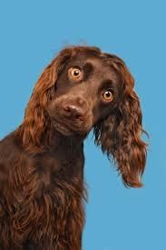 Spaniel looking goofy