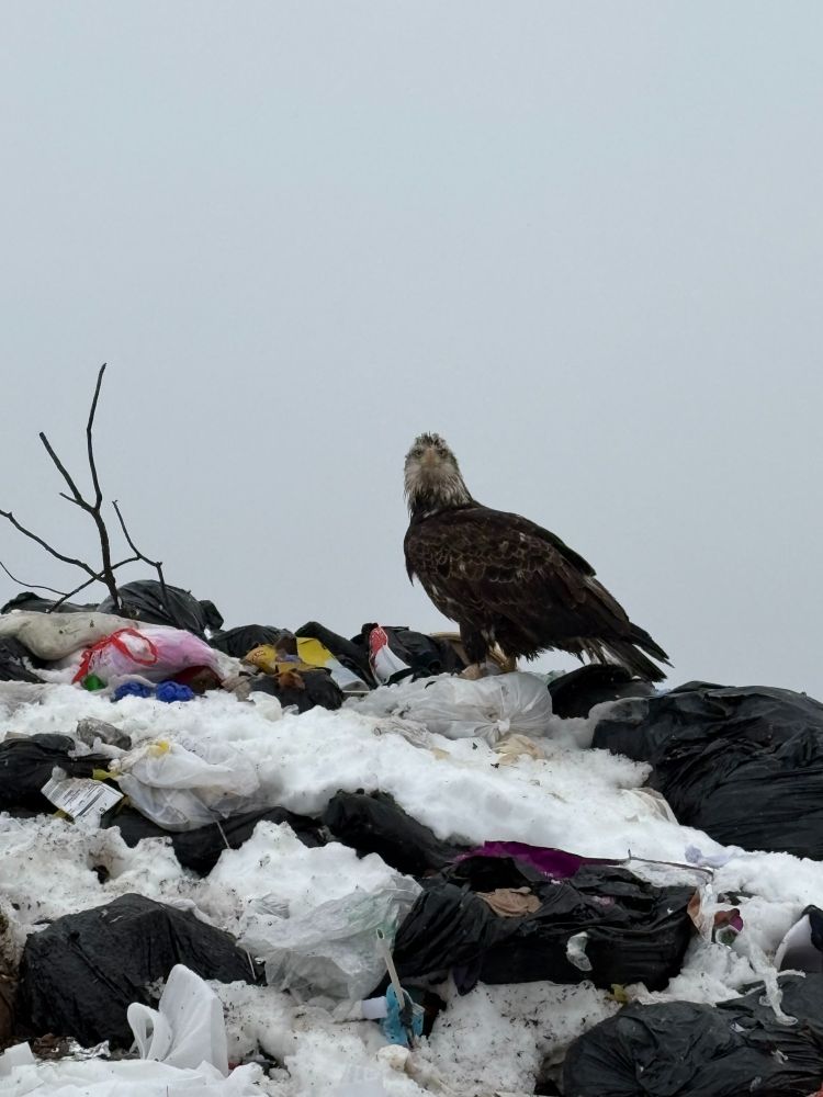 The Eagle has landed!  Is this what America has become?