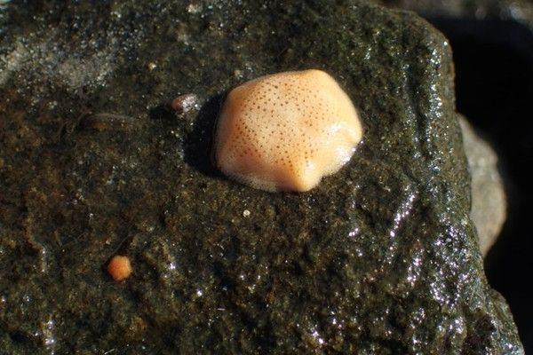 A small star that is orange in colour, on top of a rock
