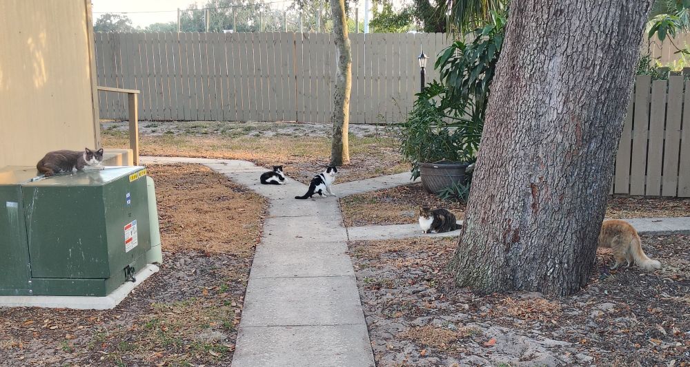 A buncha cats congregating