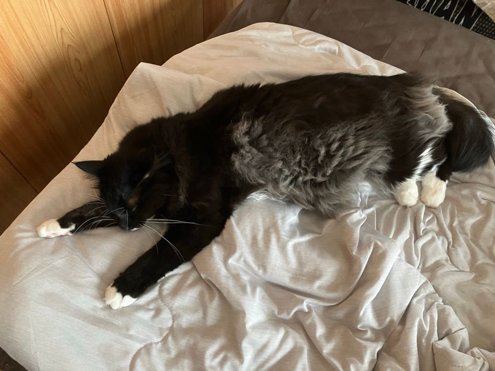 飼い猫(白黒で長毛のほう)が体を伸ばしながら人間の布団で寝ている写真です。冷感仕様が気に入ったのかよく布団を占領しています。かわいいね