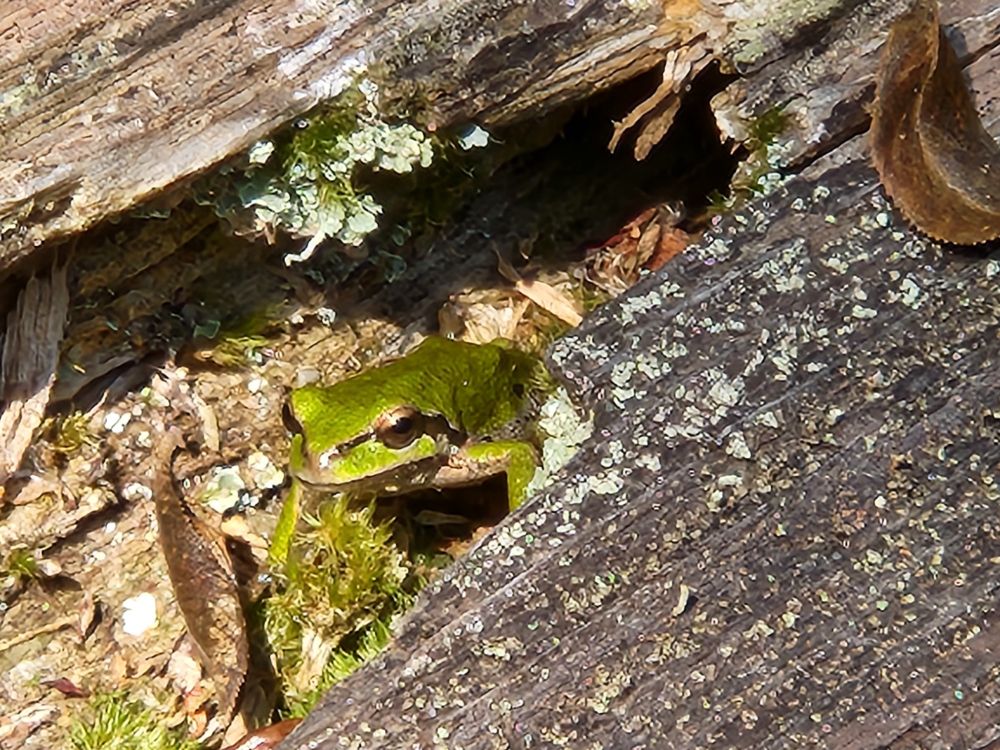 Strikingly green frog peeking out of a hole in wood