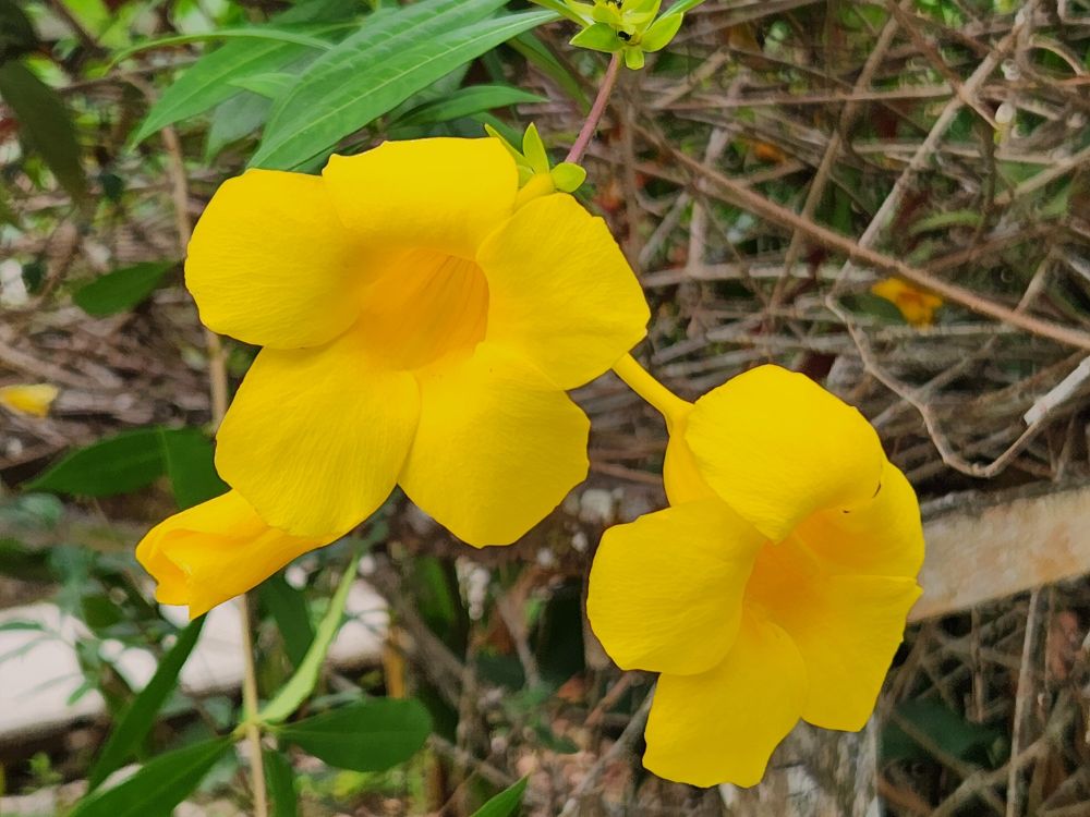 Close up of two fully open bright yellow flowers with five lobe petals around a narrow trumpet.