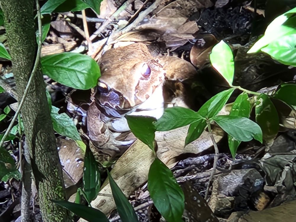 Brown frog/toad with pale underside peeking out from leaf litter