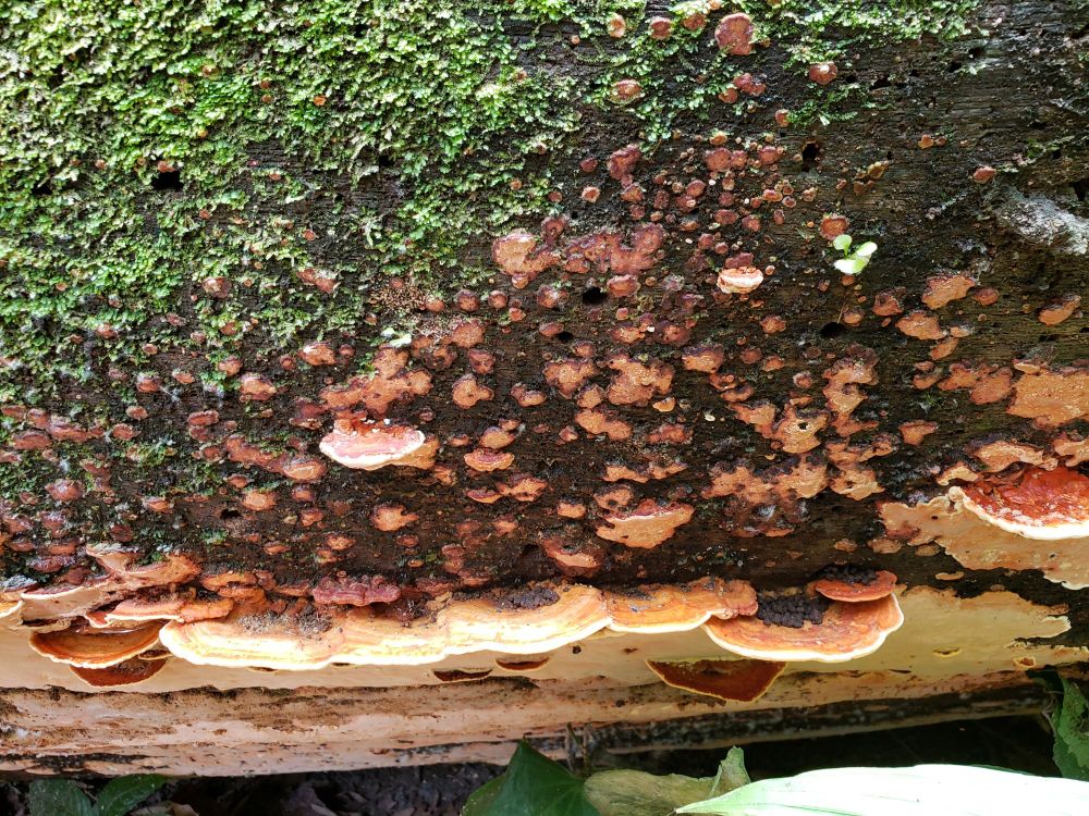 White edged reddish-brown shelf mushrooms growing out of the side of a rotting log
