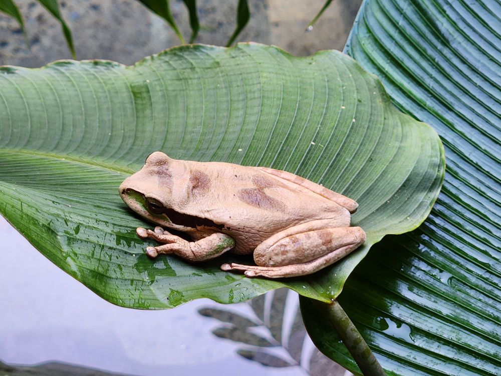 Pale brown tree frog sitting on a large green leaf