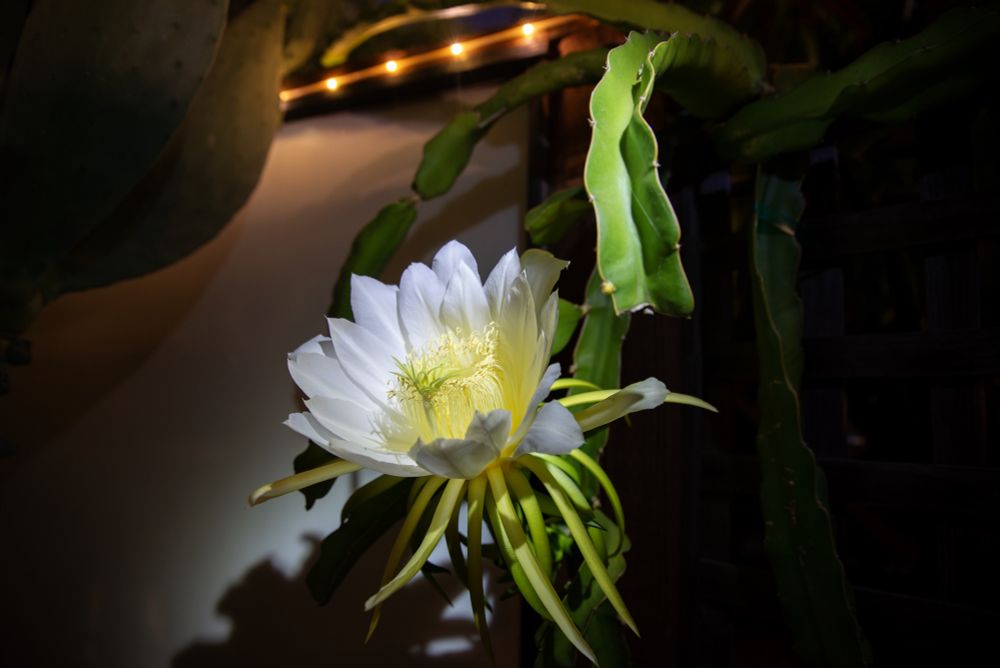 dragonfruit bloom open in low light night shot