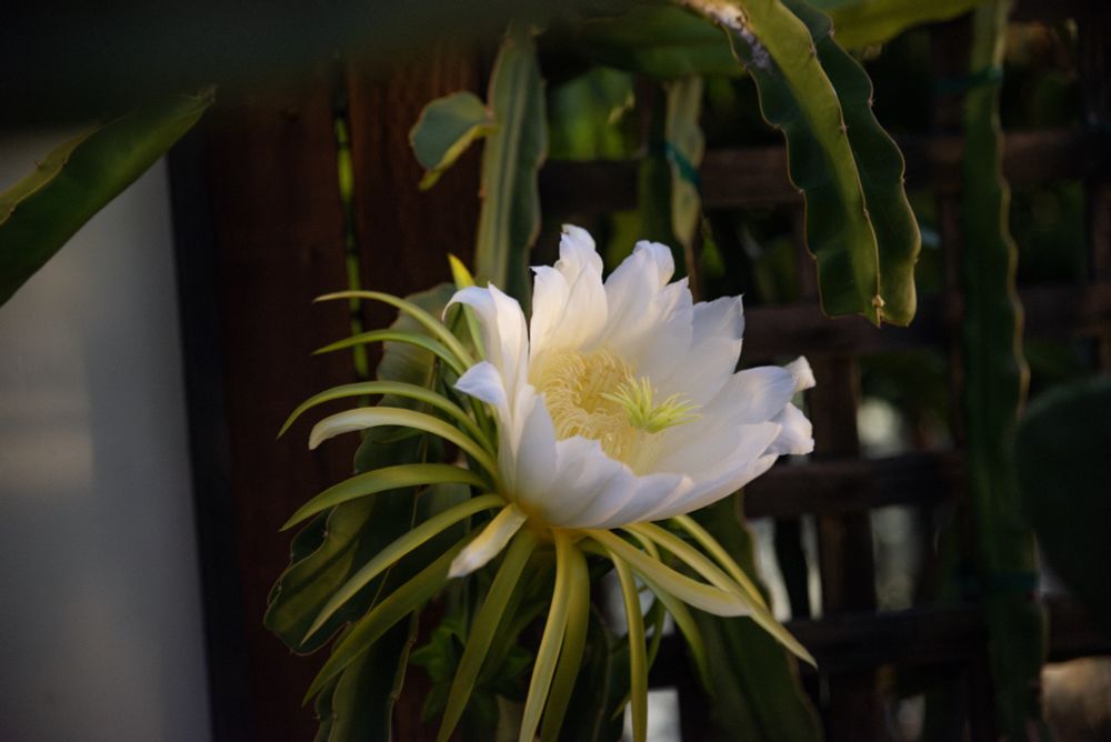 side view of bloom against fence 