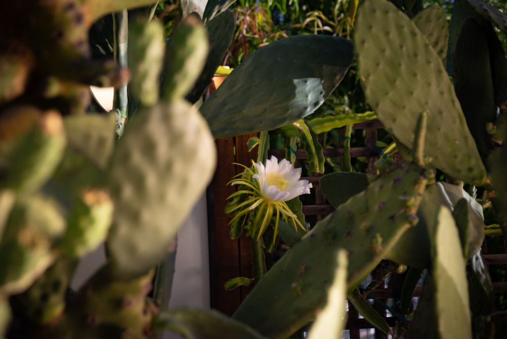 bloom in middle of cactus