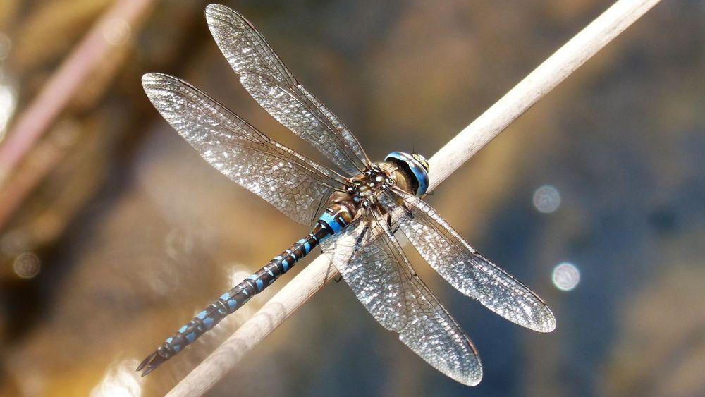 Close-up of a blue and black dragonfly perched on a thin beige twig with transparent, veined wings spread wide.