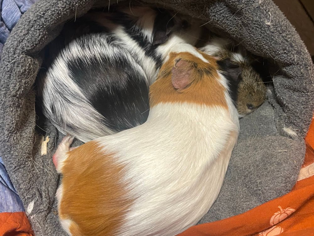 Three guinea pigs in a bundle . 