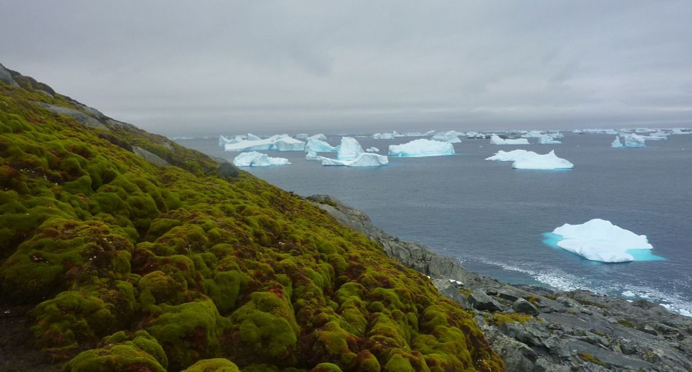 Antarctic ‘greening’ at dramatic rate