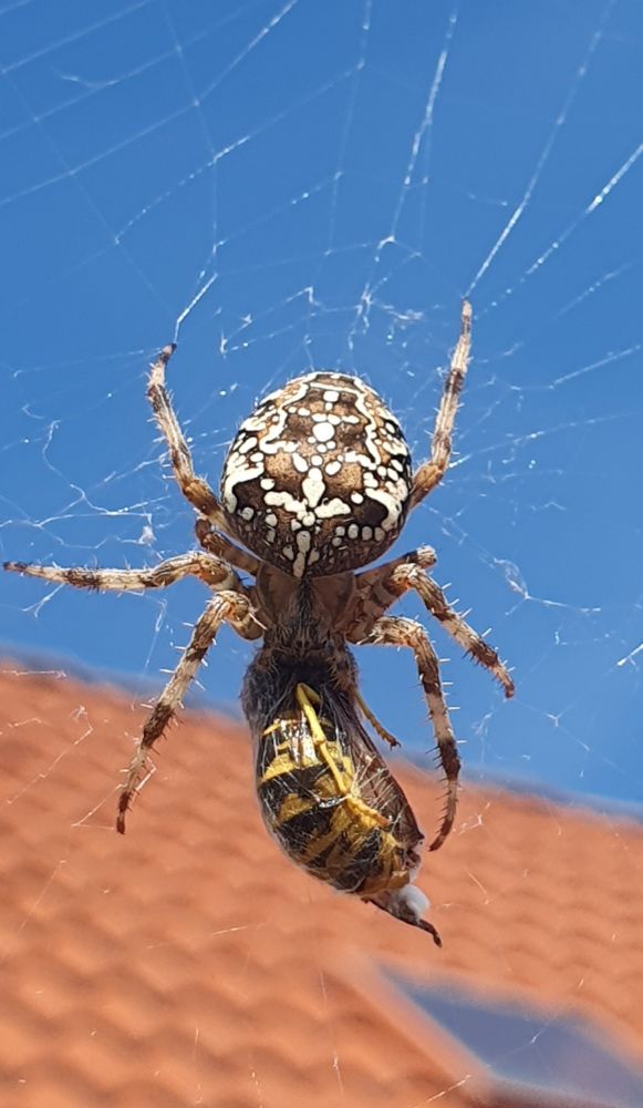 Eine Kreuzspinne verspeist eine Wespe.
