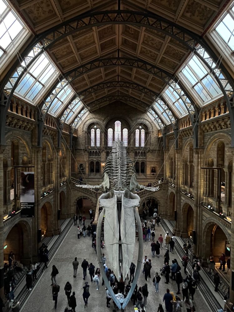 Top-down view. Skeleton of a blue whale hanging from the vaulted ceiling of the central hall.