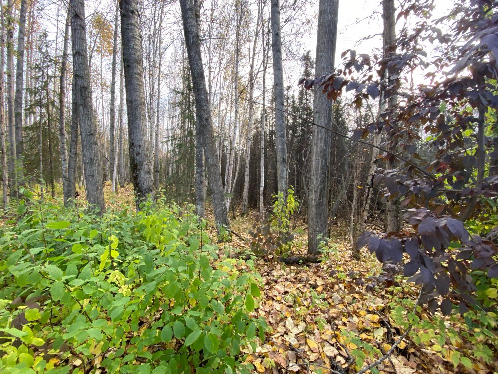 Photo of a mixed boreal forest in autumn foliage with many leaves on the ground. 