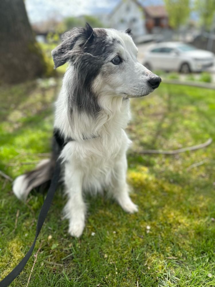 Blue-eyed Australian Shepherd sat on grass