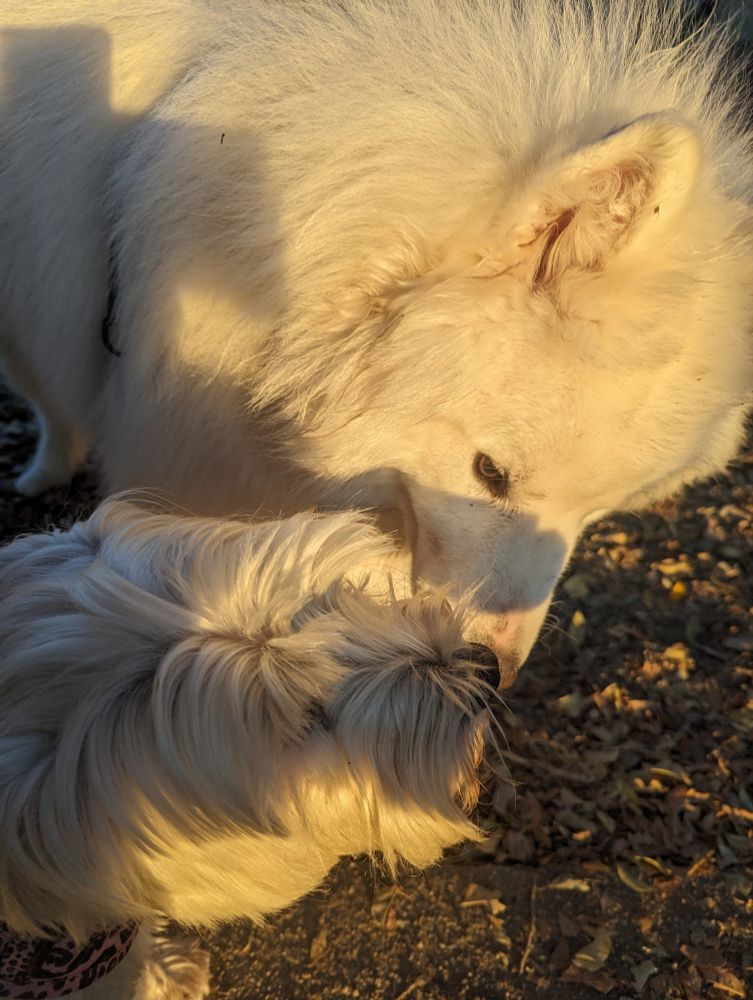 Samoyed licking a smaller dog