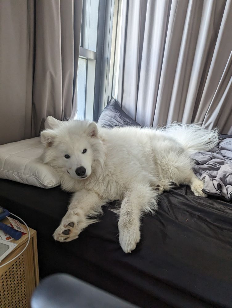Photo of a samoyed dog laying on a bed