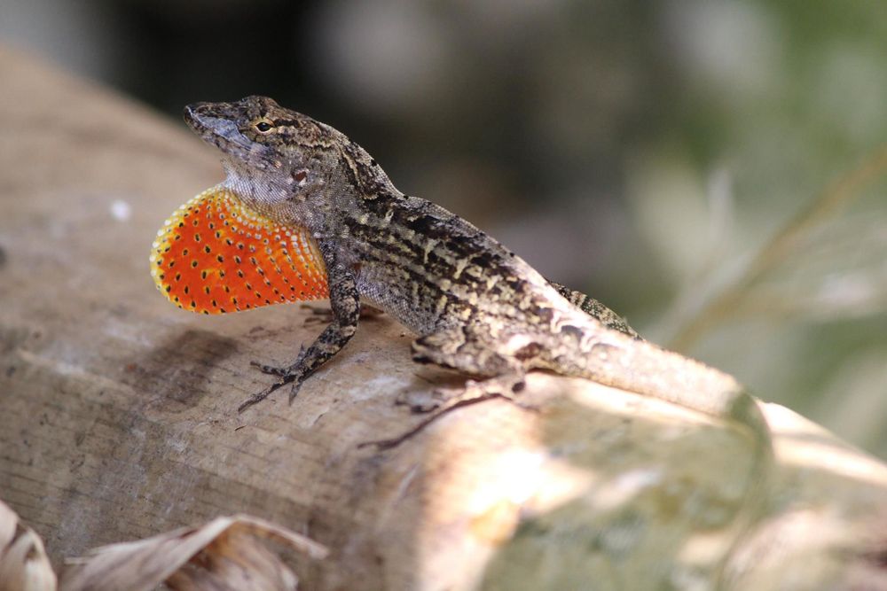 An anole lizard with a protruding orange dewlap sits on a shaded log. 
