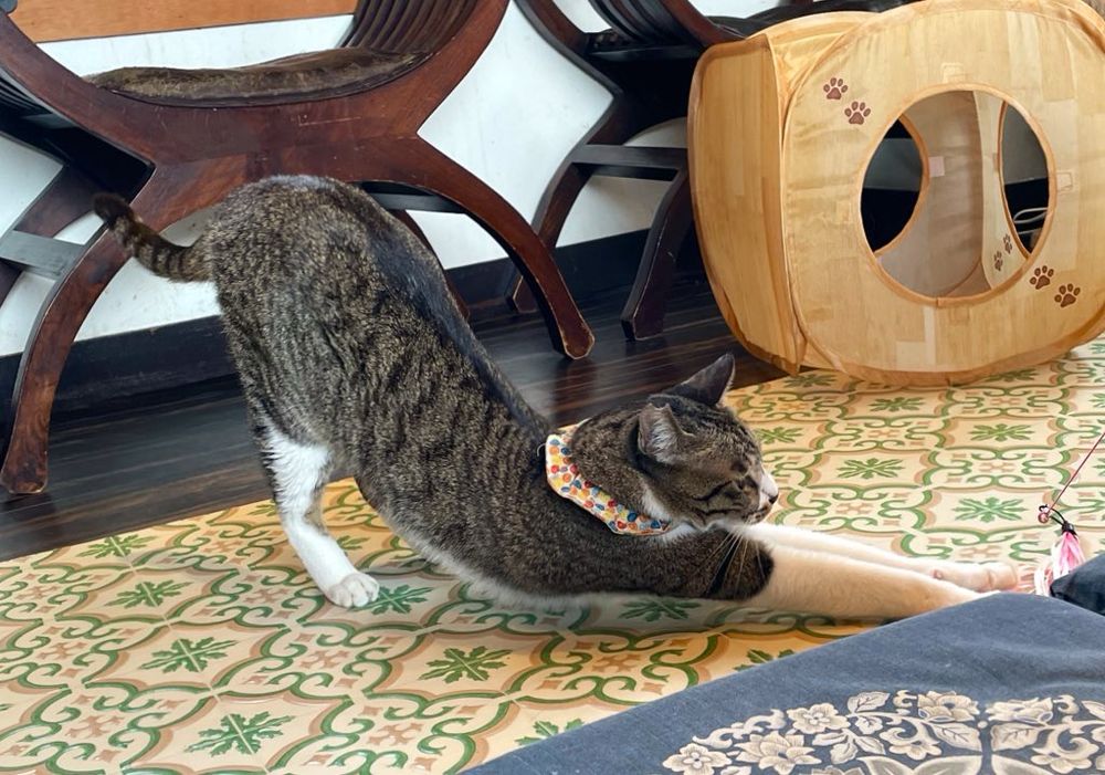 保護猫喫茶 要にゃんこ亭さんで撮った、オシリを突き上げて伸びポーズの子猫ちゃん