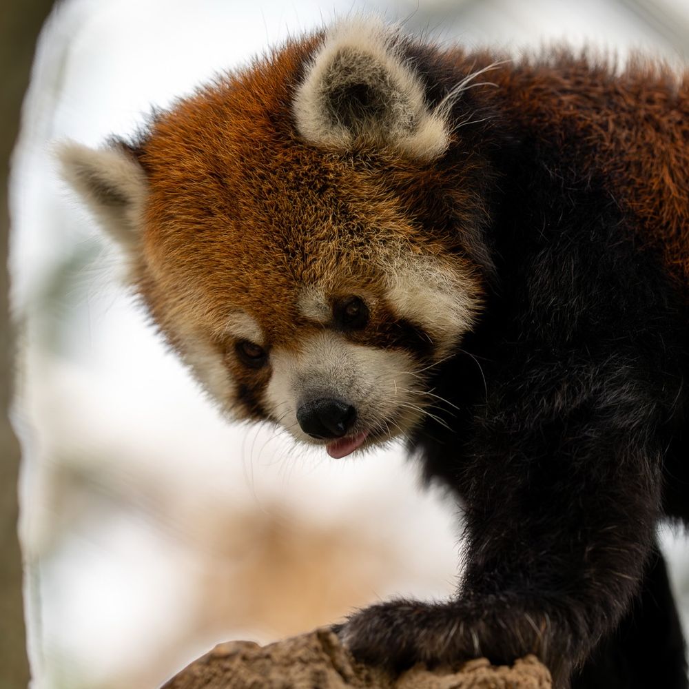 Red panda 