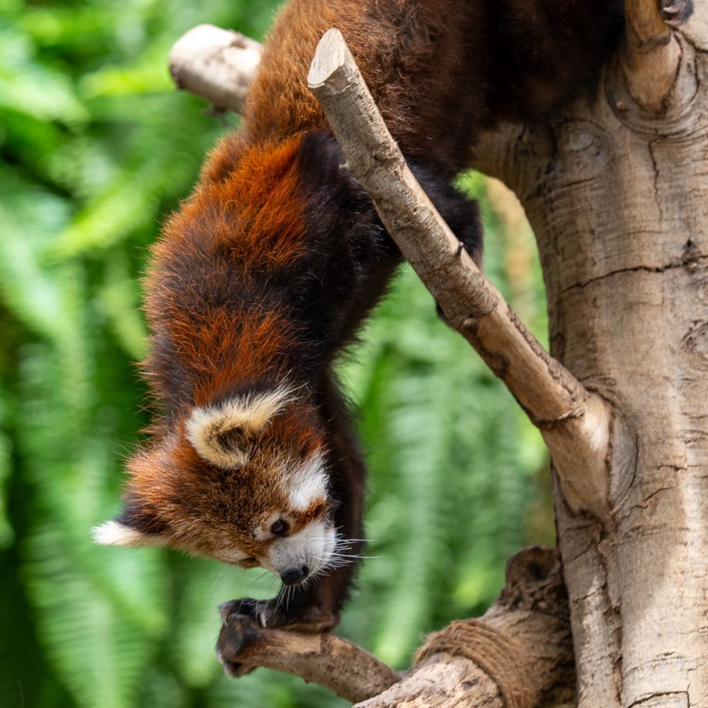 Red panda 