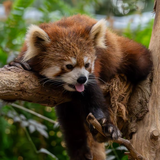 Red panda 