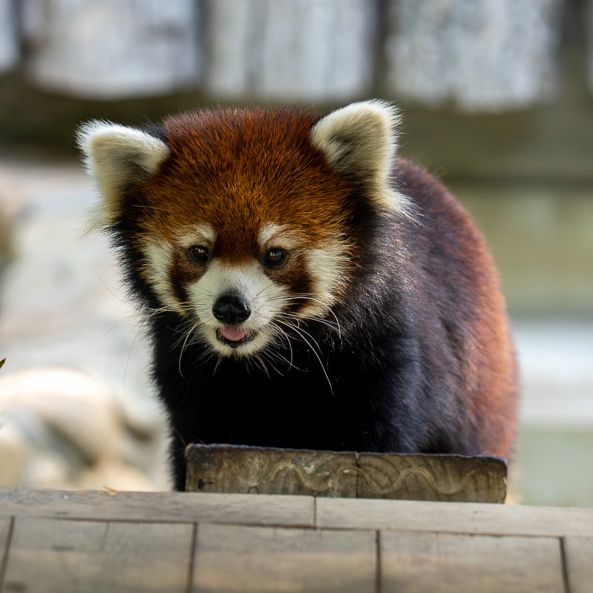Red panda 