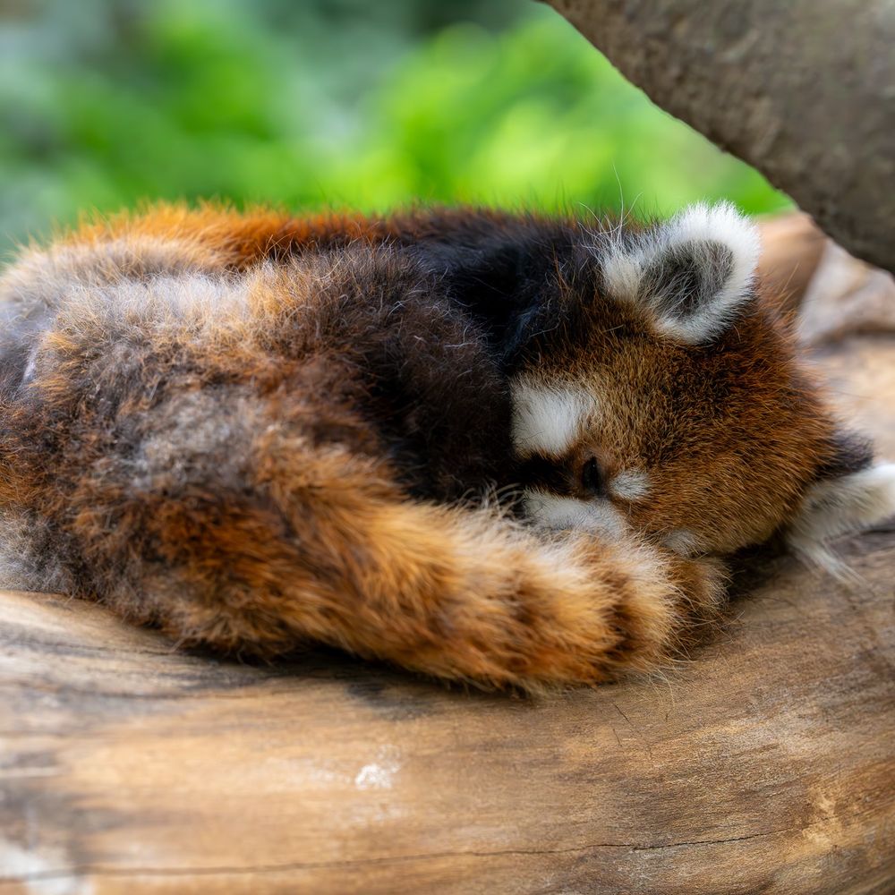 Red panda 