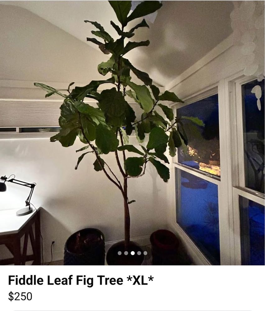 A picture of a small tree labeled "Fiddle Leaf Fig Tree *XL*" for sale for $250