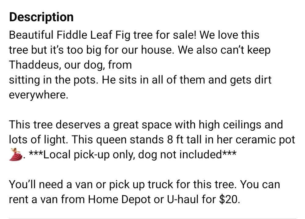Facebook marketplace Description:
Beautiful Fiddle Leaf Fig Tree for sale! We love this tree but it's too big for our house. We also can't keep Thaddeus, our dog, from sitting in the pots. He sits in all of them and gets dirt everywhere.

This tree deserves a great space with high ceilings and lots of light. This queen stands 8 ft tall in her ceramic pot. Local pickup only, dog not included.

You'll need a van or pick up truck for this tree. You can rent a van from Home Depot or U-haul for $20.