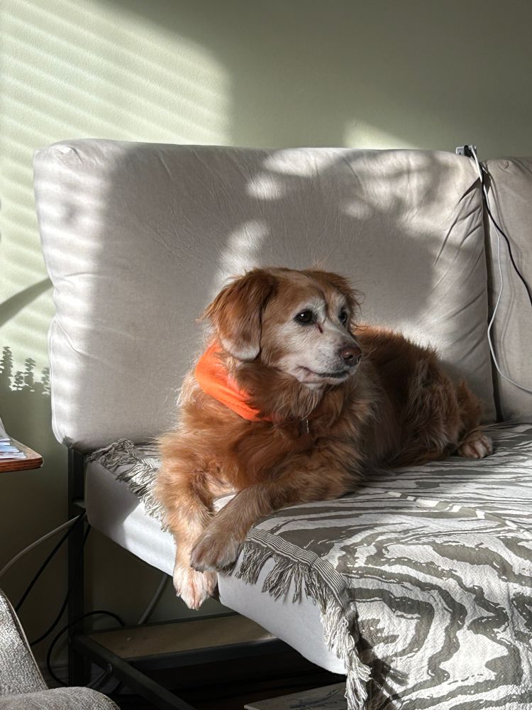 A small red-brown dog with an orange bandanna on looks pensive while lying on the couch with her little paws daintily draped off the edge. She is ridiculously cute.