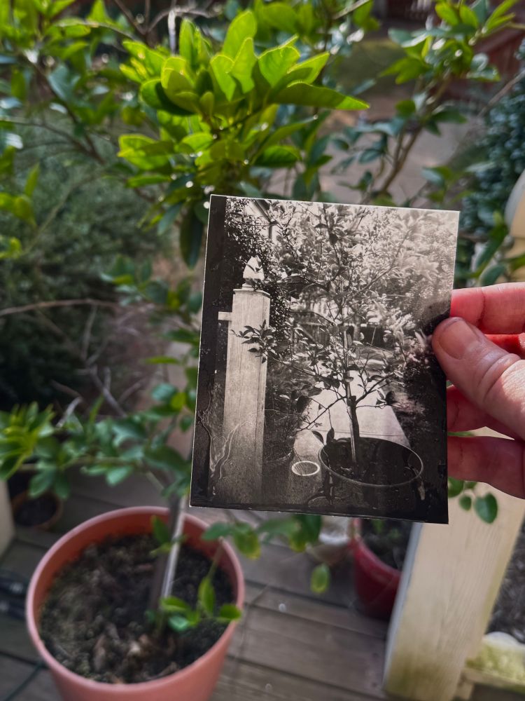A black and white photo being held in front of a small lime tree. 