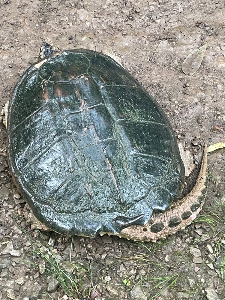 Rear turtle view with scaly tail. Look at that Dino!