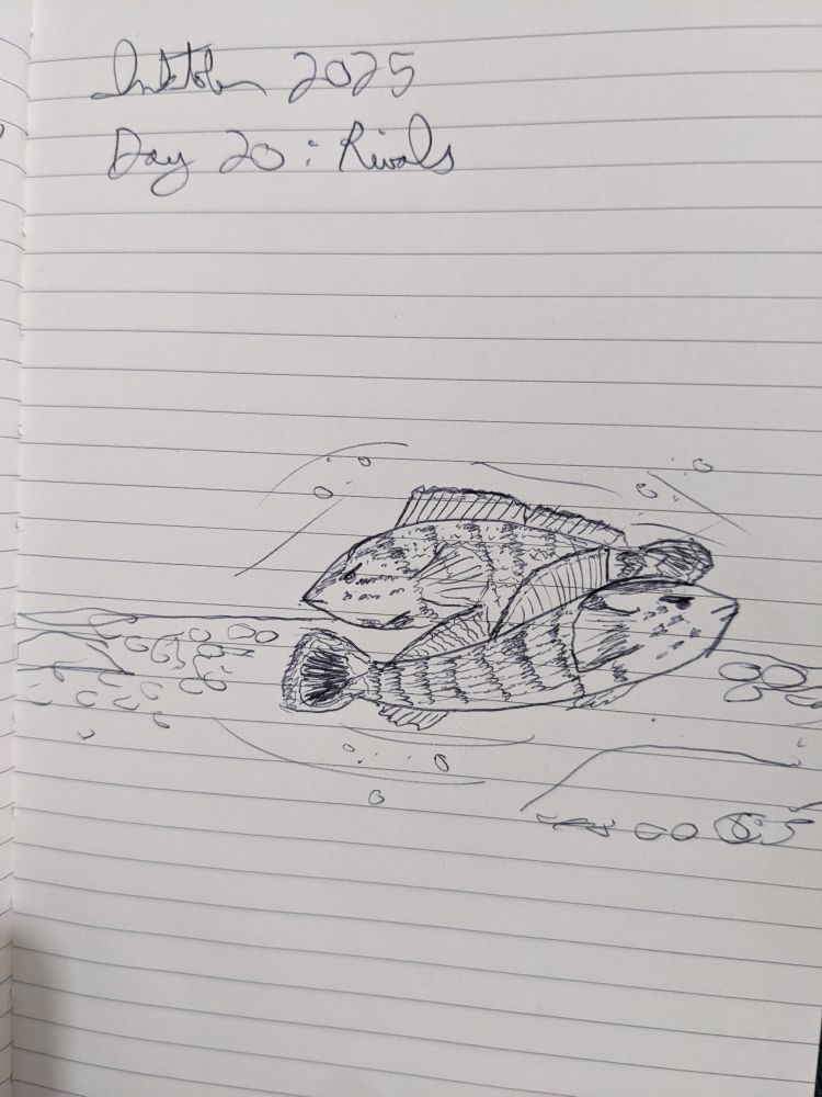 A pair of male redline darters scraps over a breeding site.