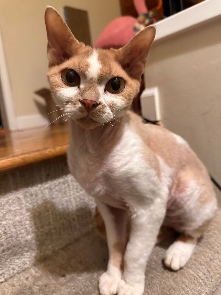 An orange and white Devon Rex cat is sitting on the stairs. A Christmas flamingo is in the background. 