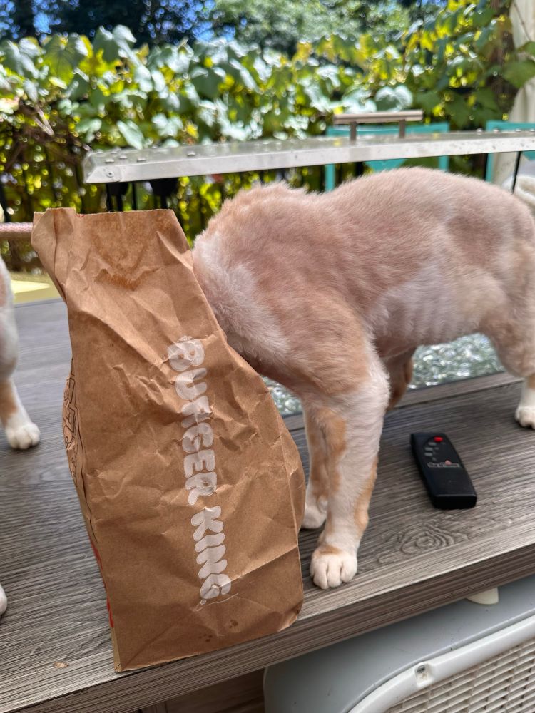 An orange and white Devon Rex cat has his head in a Burger King bag.