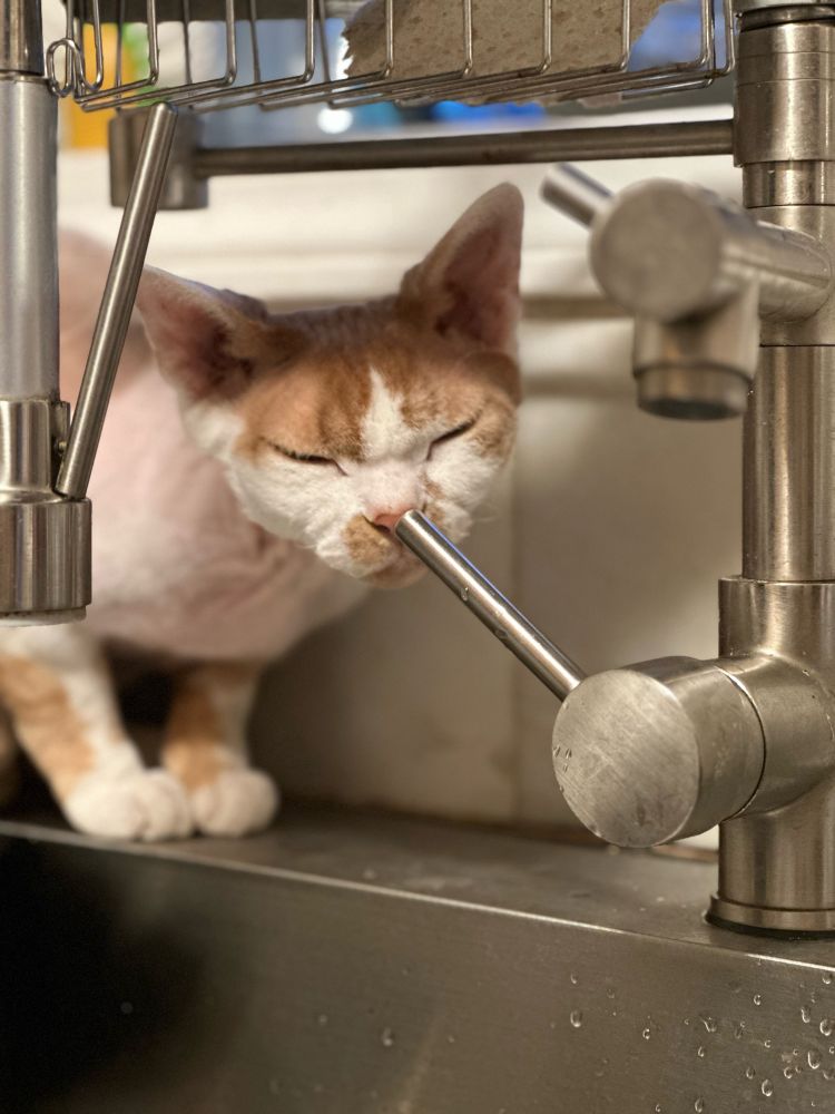 Orange Devon Rex sniffing at a a kitchen faucet handle.