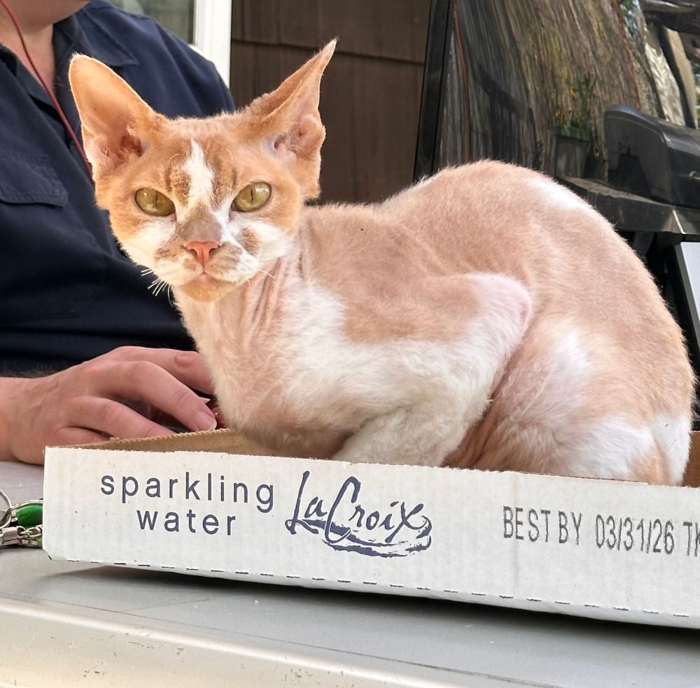 An orange and white Devon Rex sits in a box. He looks serious—and lovable.