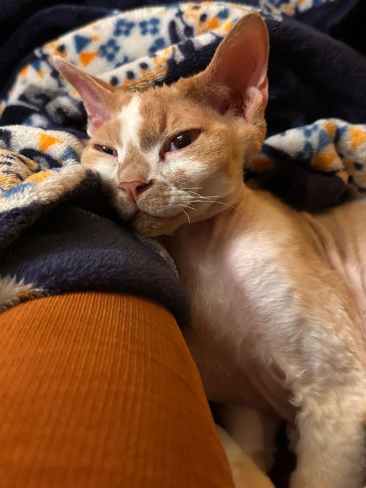 An orange and white Devon Rex cat is sleepily resting his head against the leg of one of his guardians.