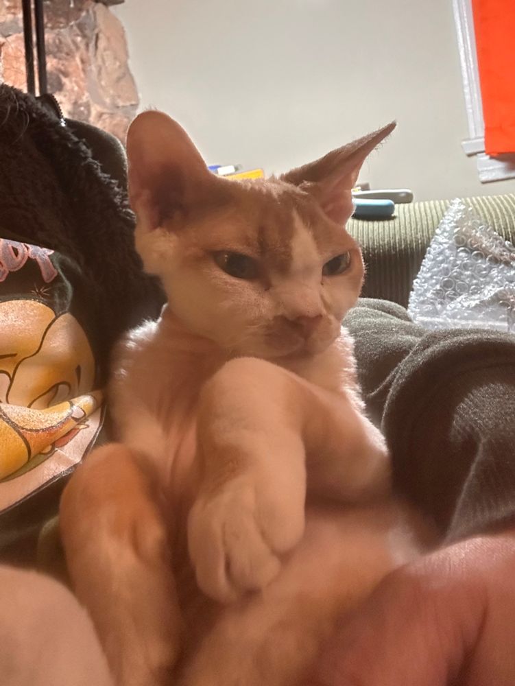 An orange and white Devon Rex is reclining after sitting very still for a pedicure. Of course he got treats afterward.