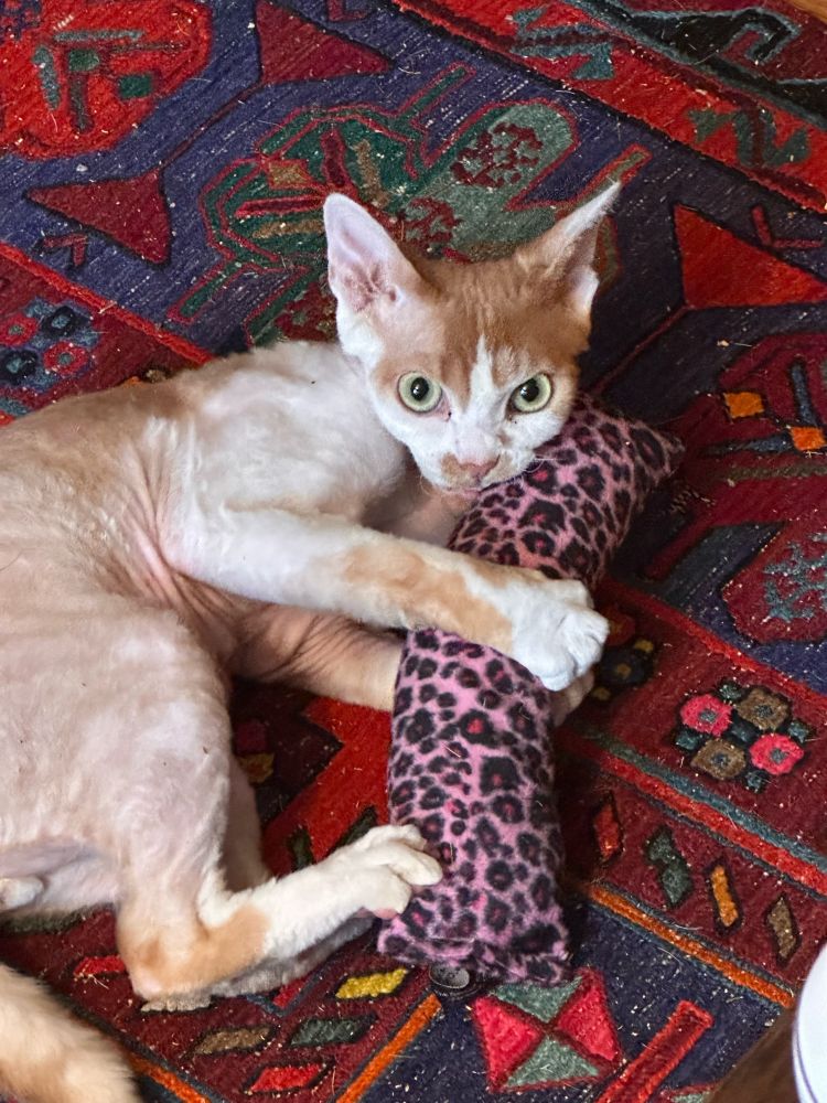 Devon Rex cat with a leopard-print kicker toy.