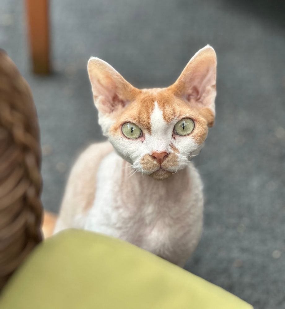 An orange and white Devon Rex cat is sitting on an outdoor rug in front of a wicker chair that has a green cushion. He is staring at one of his guardians in hopes of getting some treats.