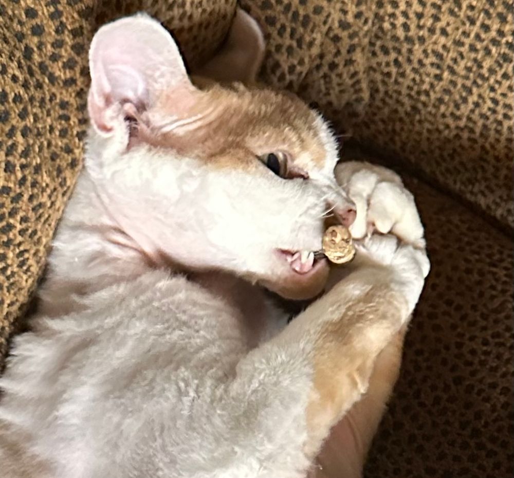 Same cat, but it’s a close-up of his face. The silvervine stick is pressed to his nose, and two of his incisors are showing.