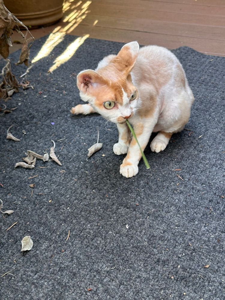 An orange and white Devon Rex cat is looking to the side. He has a long piece of cat grass sticking out of his mouth. 