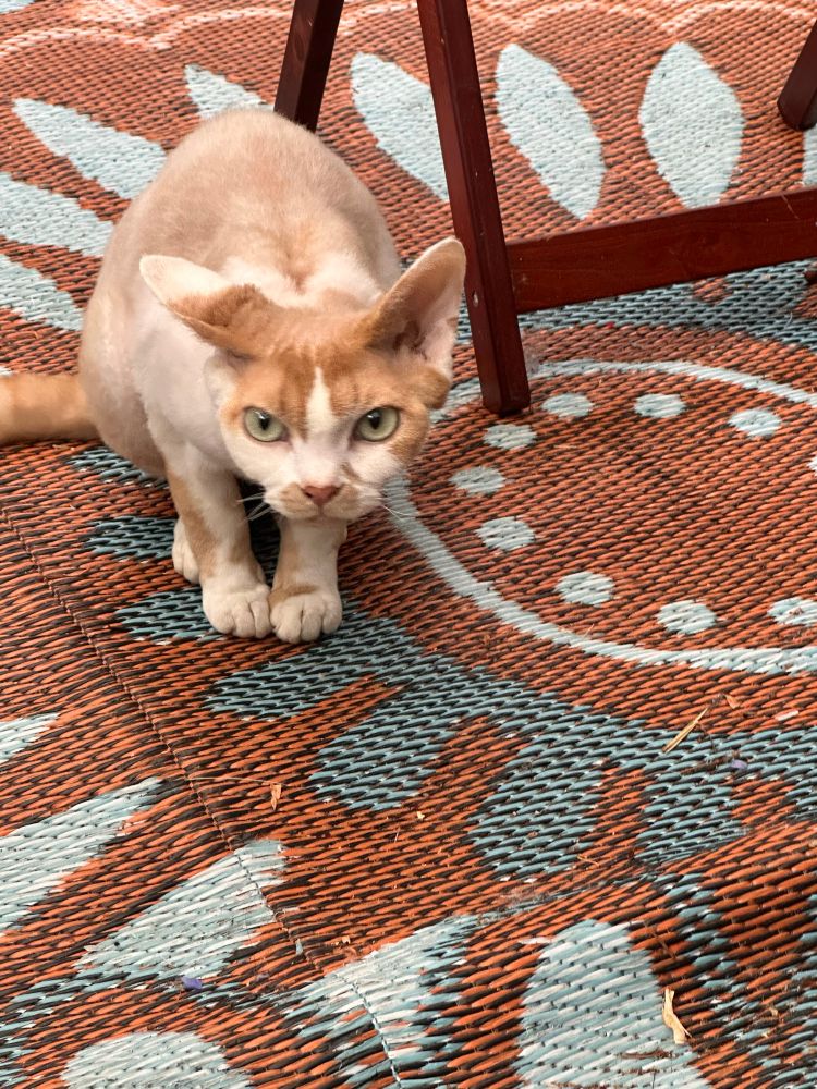 An orange and white Devon Rex cat is sitting on an outdoor rug. He is hunkered down and seems to be scowling.