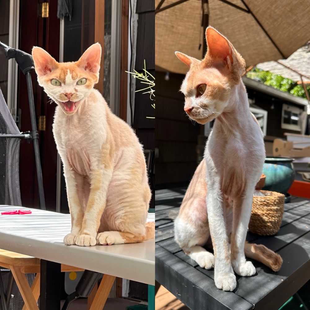 This “spliced” photo of two Devon Rex cats shows them both sitting upright on separate outdoor tables. Like many brothers they look different and alike.